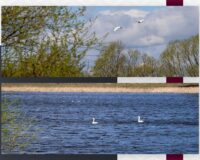 В село Успенское Скопинского района Рязанской области прилетели лебеди