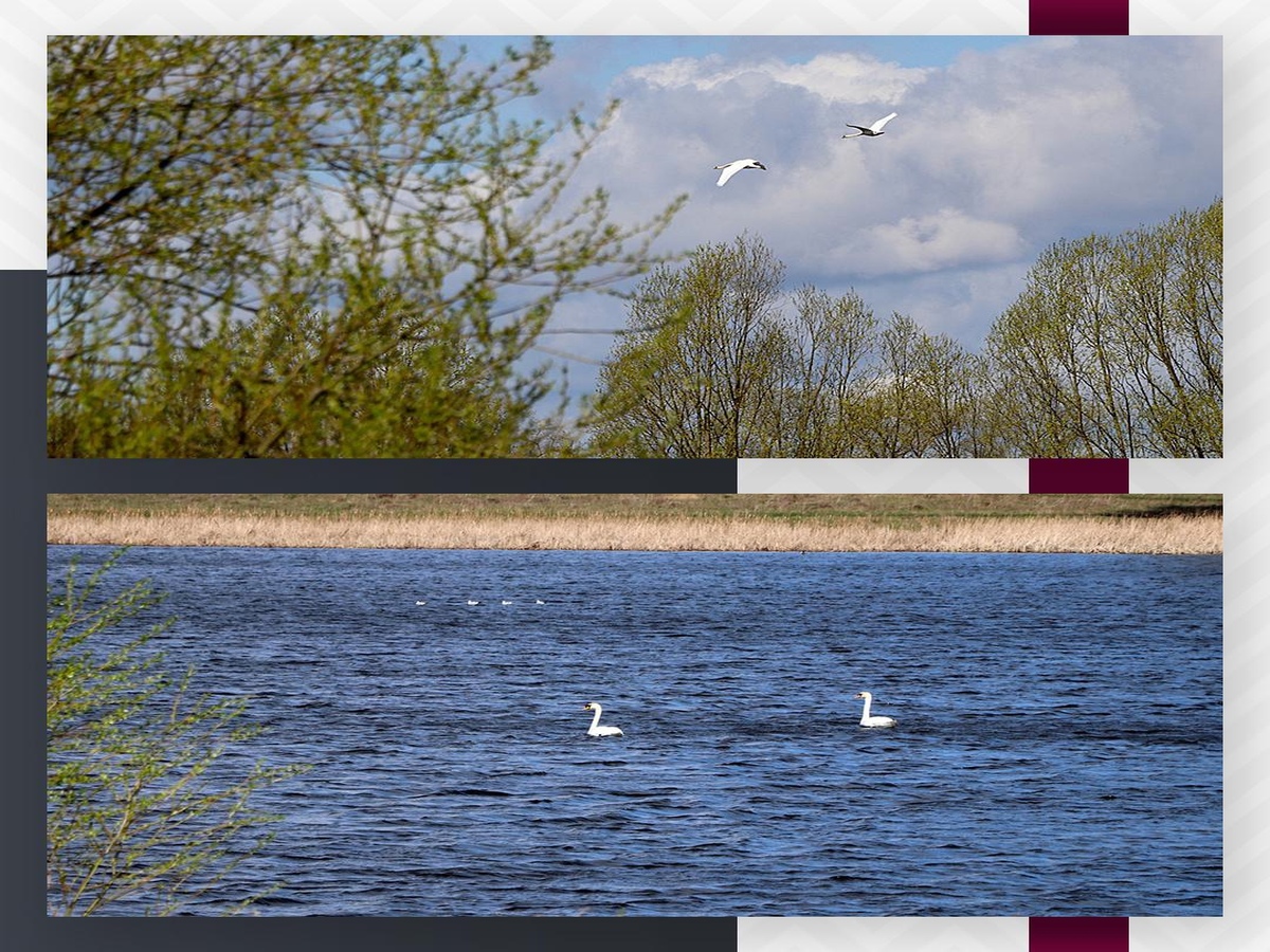 В село Успенское Скопинского района Рязанской области прилетели лебеди
