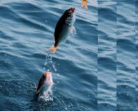 В Тамбовской области задержали рыбака-браконьера со 100 кило улова