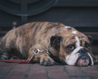 Тамбовчанин ударил ножом у стен монастыря прохожего с собакой