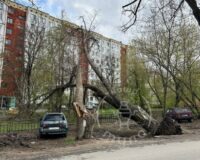 В Туле порывистый ветер сломал и повалил на детскую площадку два дерева