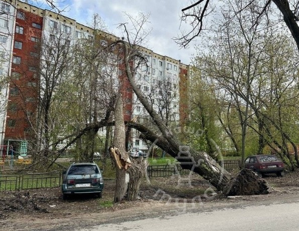 В Туле порывистый ветер сломал и повалил на детскую площадку два дерева