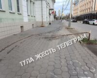 Сломавший молодое дерево в Туле подросток записал видео с извинениями