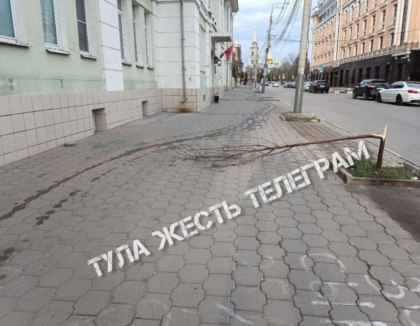 Сломавший молодое дерево в Туле подросток записал видео с извинениями