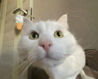 dly2cet2yrqqy6p1a4cfw10vwuix0f7210081977678