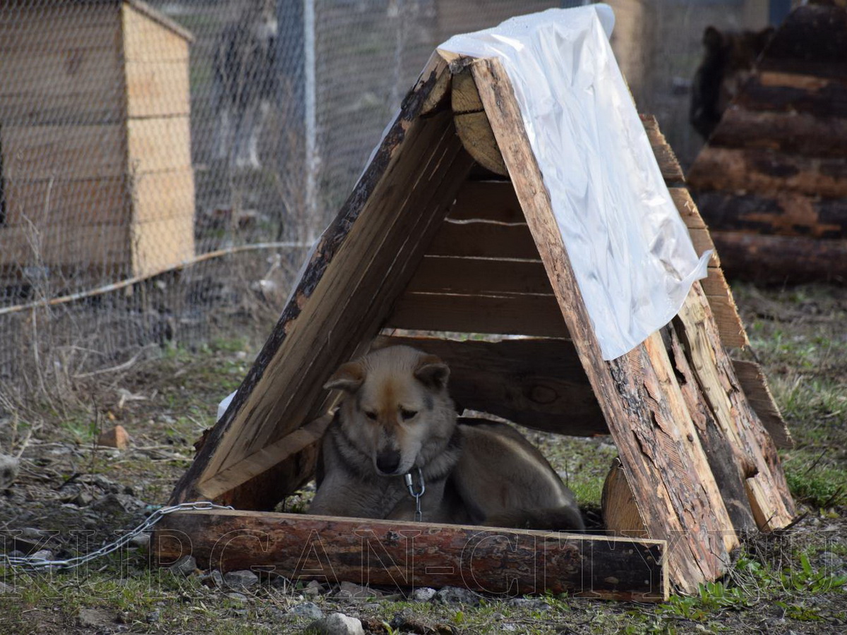 приют для животных