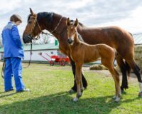 В Ясной Поляне родившемуся впервые за 20 лет жеребёнку выбирают имя