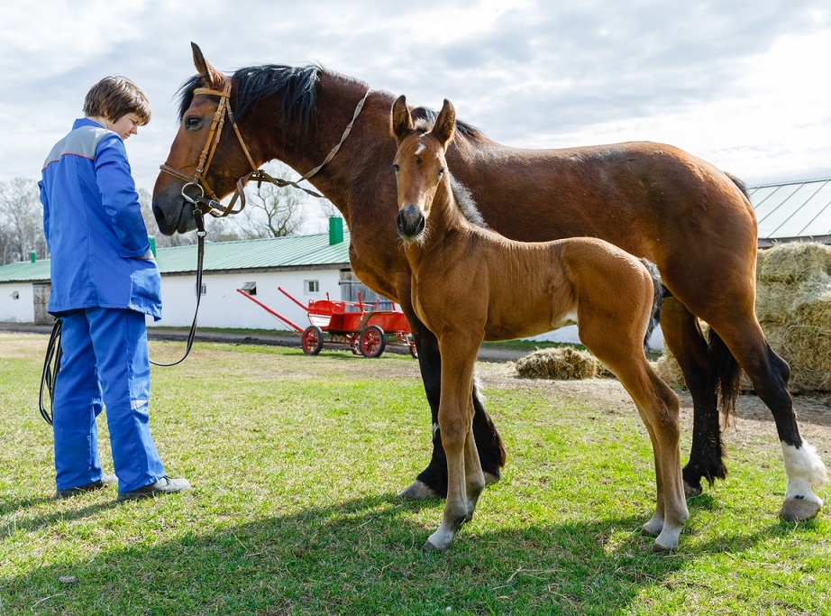 В Ясной Поляне родившемуся впервые за 20 лет жеребёнку выбирают имя