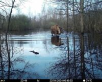 В Рязанской области в Окском заповеднике фотоловушка зафиксировала лося