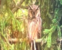 В городе Шацк Рязанской области на дереве около администрации поселилась ушастая сова