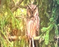 В городе Шацк Рязанской области на дереве около администрации поселилась ушастая сова