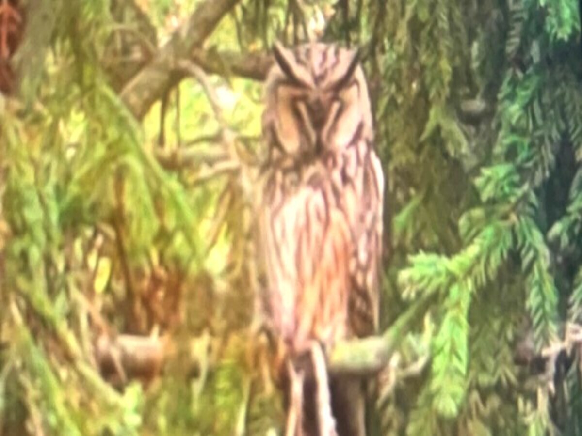 В городе Шацк Рязанской области на дереве около администрации поселилась ушастая сова