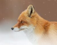 бешенство лисы