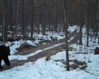 В Рязанской области Окском заповеднике медведь проснулся и вышел из берлоги