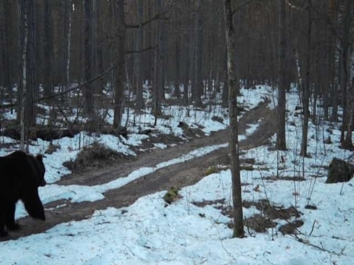 В Рязанской области Окском заповеднике медведь проснулся и вышел из берлоги