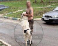 В Тульской области возбудят дело после нападения алабая на две семьи