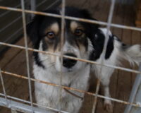 домашние питомцы