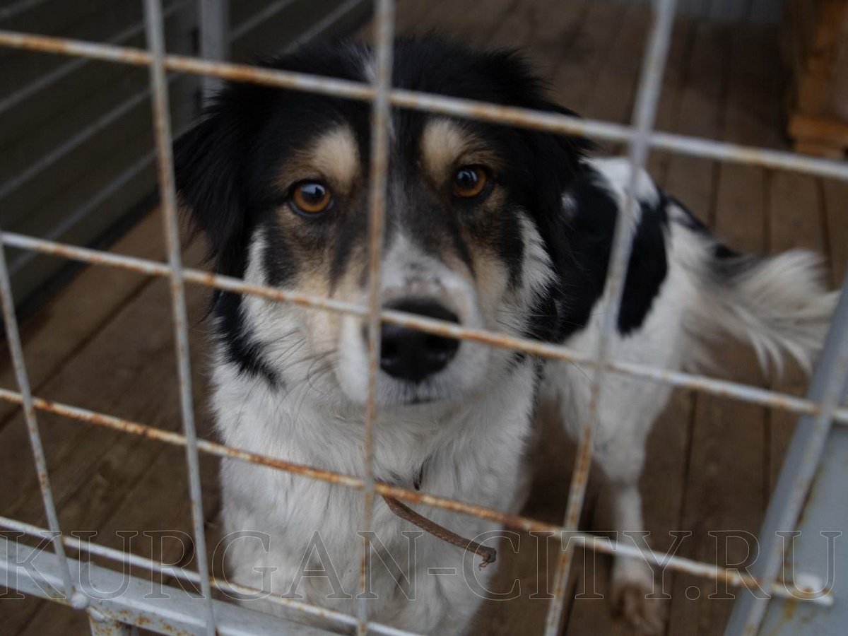 домашние питомцы