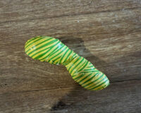 В городе Рязани полицейские задержали 18-летнего наркозакладчика