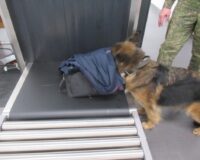 собака таможня