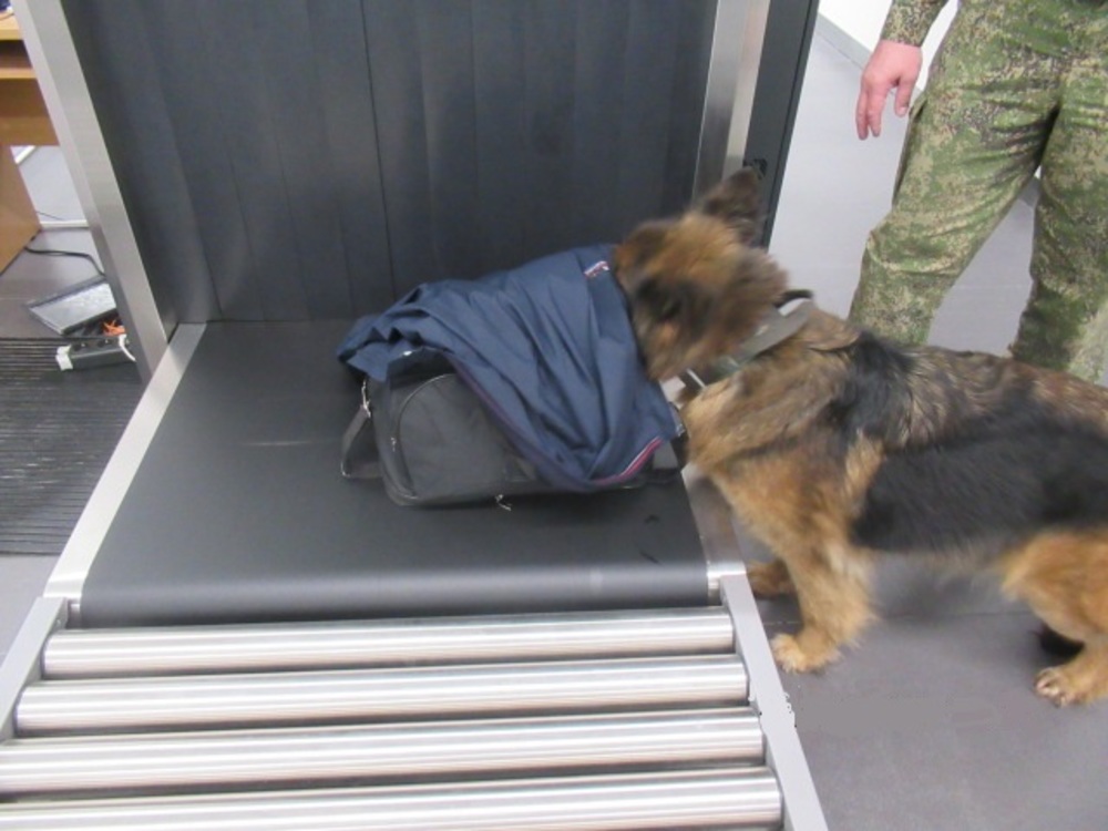 собака таможня