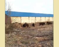 В Тульской области смелая стая больших кабанов атаковала все село