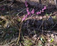 волчье лыко