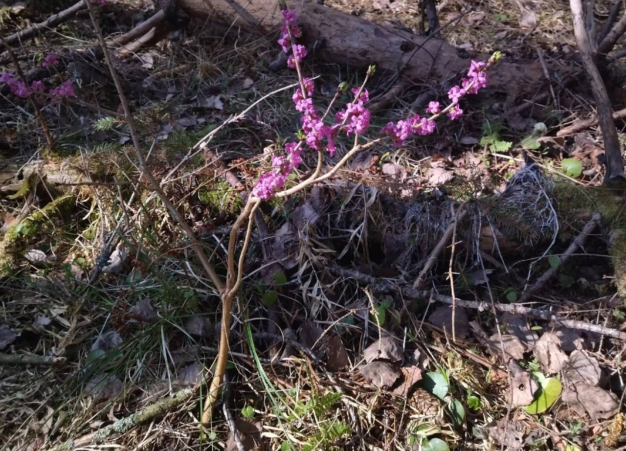 волчье лыко