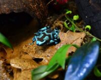 голубая лягуха древо