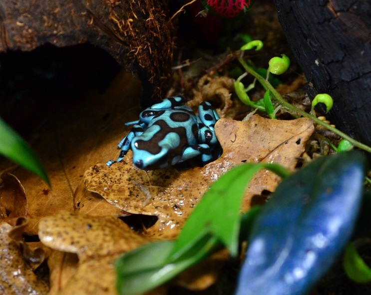 голубая лягуха древо