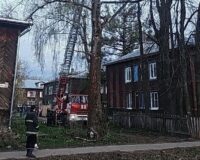 кошка и тополь