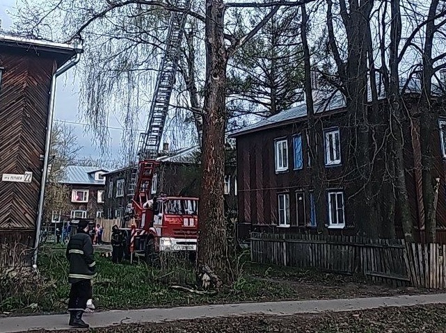 кошка и тополь