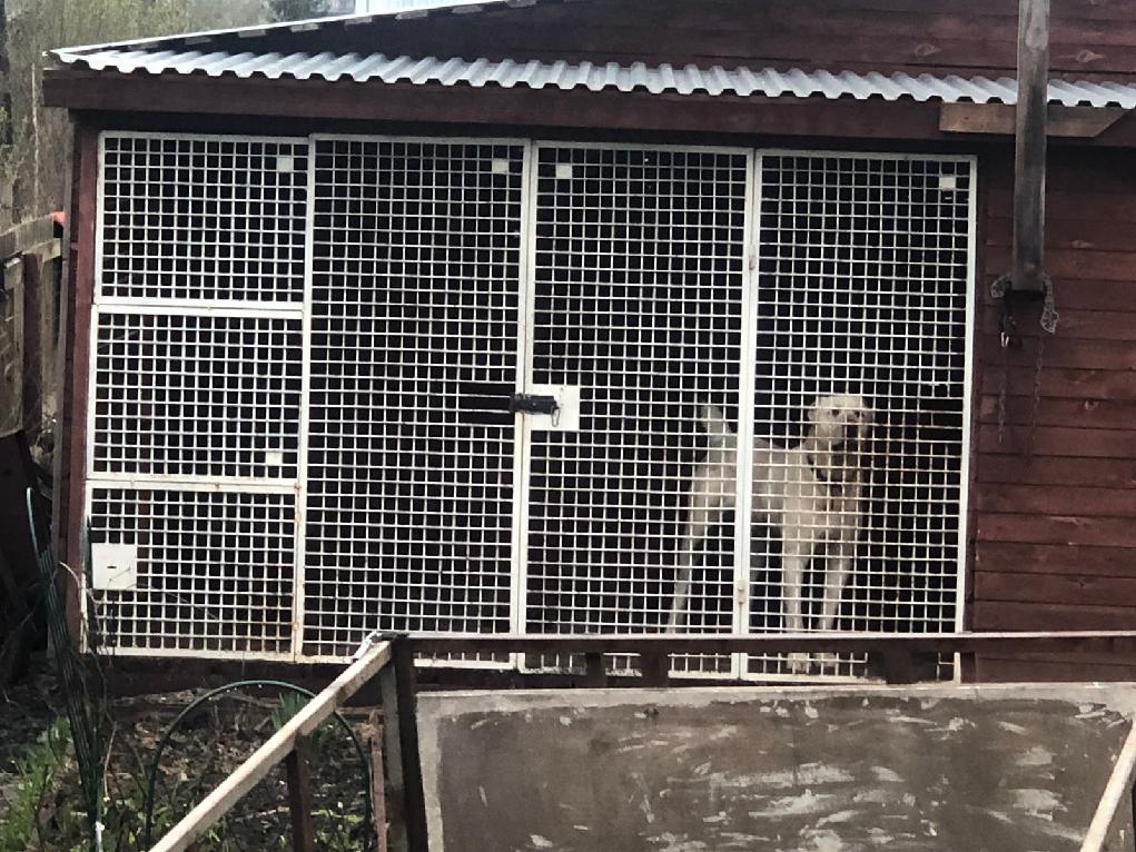 алаюай вольер