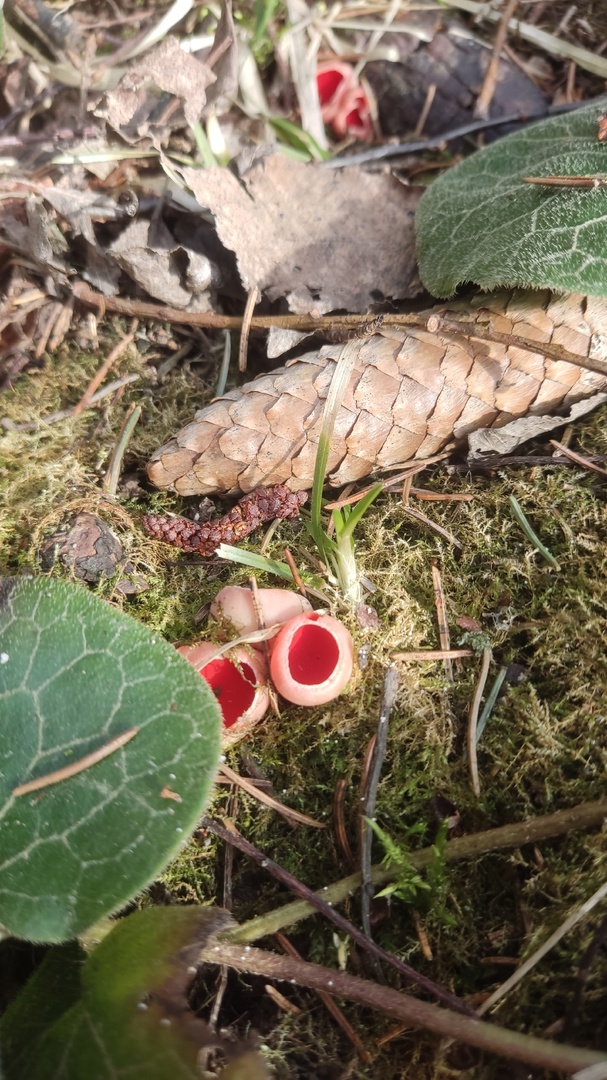 «саркосцифа»