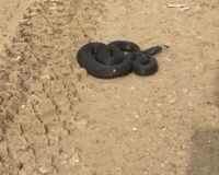 гадюка в песке
