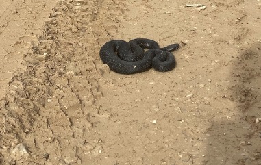 гадюка в песке