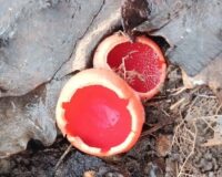 гриб саркосцифа