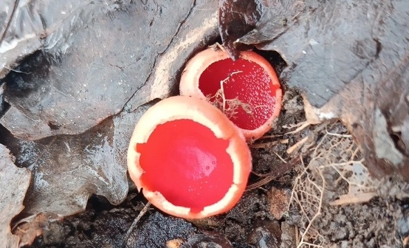 гриб саркосцифа