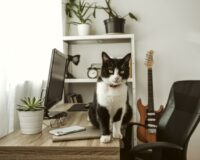 Кот