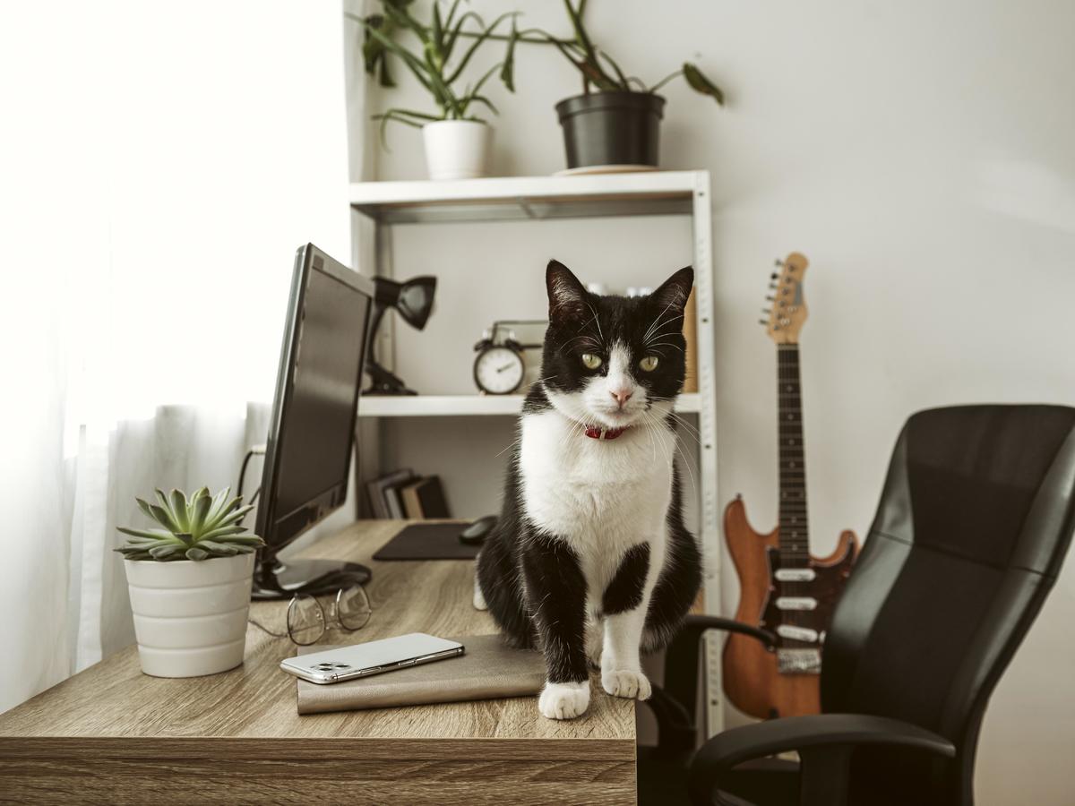 Кот