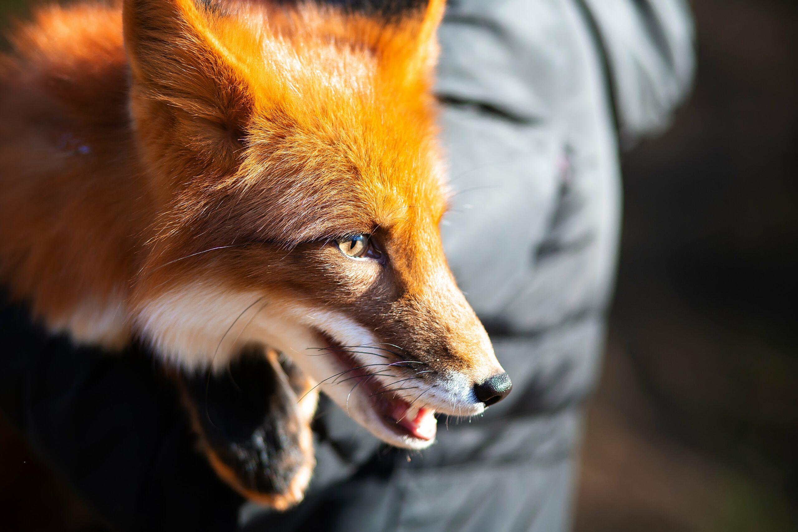 В Кинешме ввели карантин по бешенству из-за зараженного трупа лисы