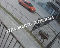 В Туле на Карпова молодой лось пытался прорваться на детскую площадку