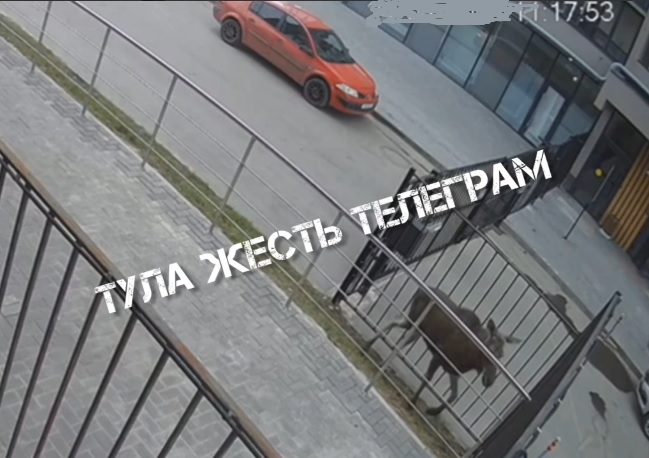 В Туле на Карпова молодой лось пытался прорваться на детскую площадку