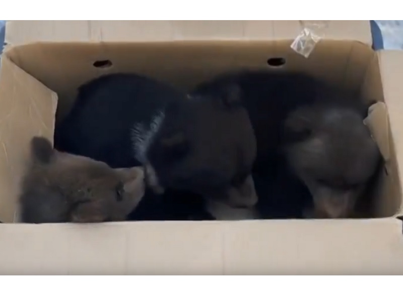 Три смоленских медвежонка-сироты освоились в Тверском центре спасения