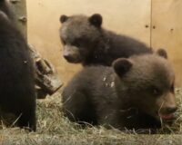 Три смоленских медвежонка-сироты освоились в Тверском центре спасения