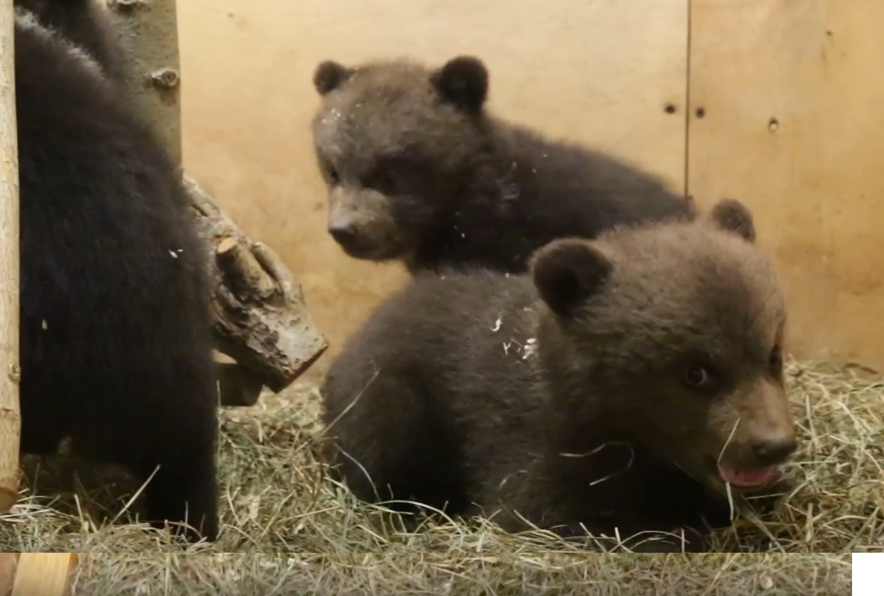 Три смоленских медвежонка-сироты освоились в Тверском центре спасения