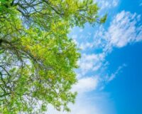 против клещей