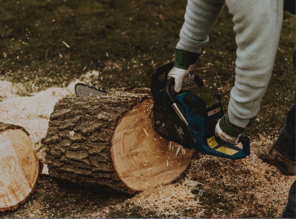 Нелегальный лесоруб