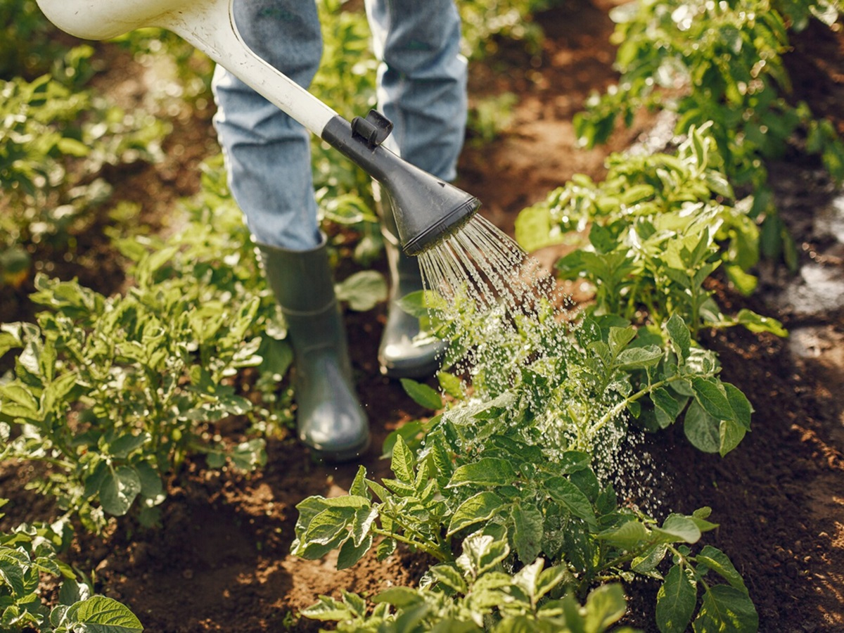 Хитрый приём опытных агрономов: для растений закупаем простые дрожжи - соседи будут в шоке