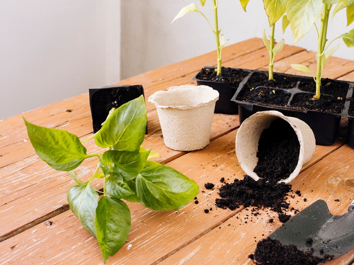 Защищаем рассаду перца: идеальная подкормка от опытных дачников - всего 3 ингредиента